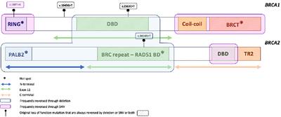 BRCA1/2 alterations and reversion mutations in the area of PARP inhibitors in high grade ovarian cancer: state of the art and forthcoming challenges